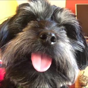 Meet your Posher, Gavin